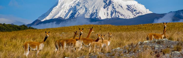La fibra de vicuña: la más fina de los Andes de Perú